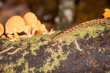 Close up of orange pore fungus and centipede on rotting log
