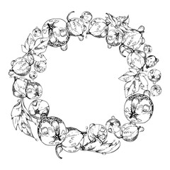 Currant gooseberry with leaves in water dew drops, ripe garden berry juneberry casseille jostaberry hand drawn in vector ink. Isolated wreath frame crown. Organic food drink, fresh eco grocery store