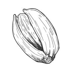 Hand drawn Pistachio Nuts Sketch Illustration