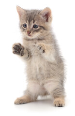 Obraz premium Kitten on white background.