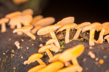 Close up of orange pore fungus and centipede on rotting log
