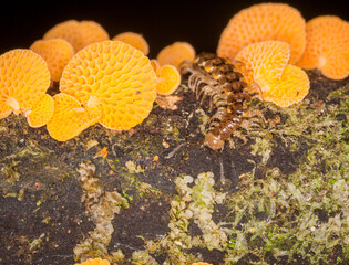 Close up of orange pore fungus and centipede on rotting log