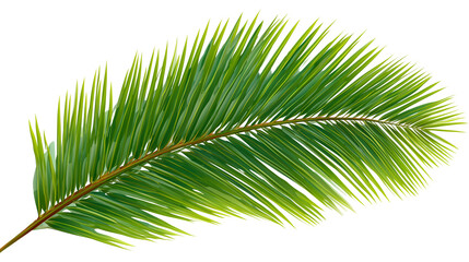 Obraz premium Palm Leaf with Lush Green Fronds on Transparent Background