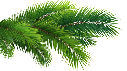 Pine Branch with Green Needles on Transparent Background