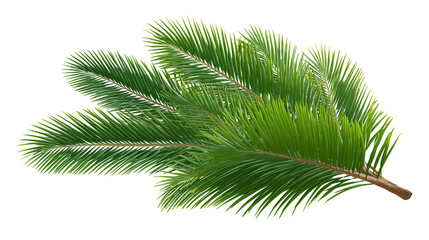 Pine Branch with Green Needles on Transparent Background