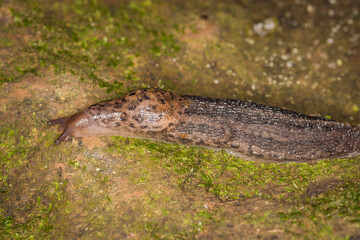 Close up of leopard or tiger slug 
