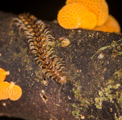 Close up of orange pore fungus and centipede on rotting log