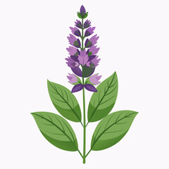 white background on flower Larkspur