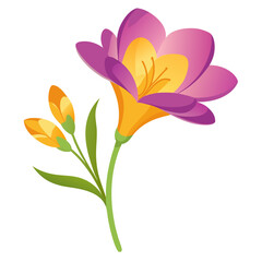 white background on flower Freesia