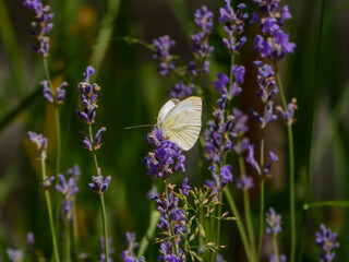 White Cabbage Butterfly Perched on Fragrant Lavender Flowers