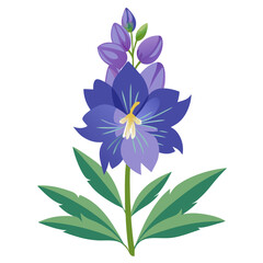 white background on flower Larkspur