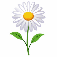 white background on flower Oxeye Daisy