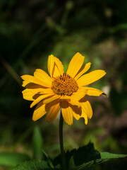 Bright Yellow Arnica Flower Blooming in Sunlight