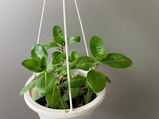 Green plants and white pots