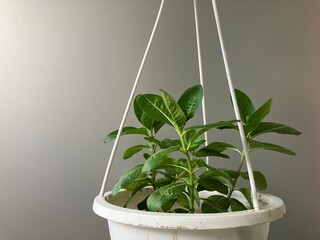 Green plants and white pots