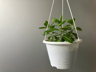 Green plants and white pots