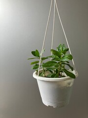 Green plants and white pots