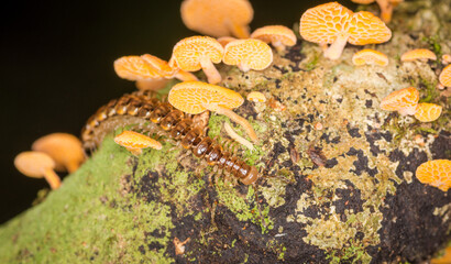 Close up of orange pore fungus and centipede on rotting log