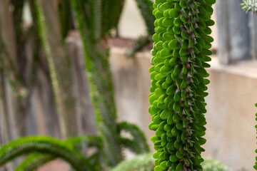Green cactus spikes striped macro background at botanical garten