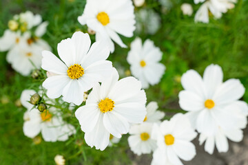 Obraz premium A breathtaking view of a vast cosmos flower field in full bloom, with pink, white, and magenta petals dancing under the sunlight. The vibrant meadow stretches into the horizon, creating a dreamy