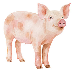 Watercolor illustration of a pink pig on transparent background.