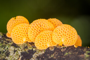 Close up of orange pore fungus growing on rotting log