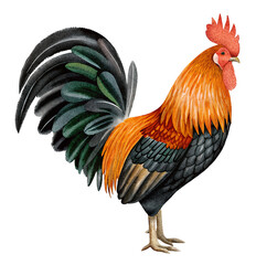 Watercolor illustration of a rooster on transparent background.