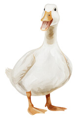 Watercolor illustration of a white goose on transparent background.
