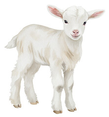 Watercolor illustration of a white goat kid on transparent background.