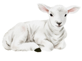 Watercolor lamb resting on transparent background.