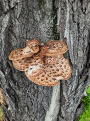 Close-Up of Polypore Mushrooms Growing on Tree Bark in Forest