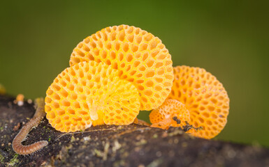 Close up of orange pore fungus growing on rotting log