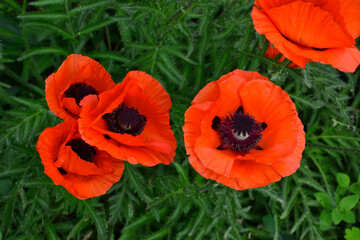 Vibrant Red Poppies in Bloom on the green field wallpaper