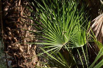 Palm branch in the tropics under the open sky at botanical garten