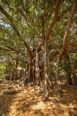Large twisted roots of a Moreton Bay fig tree (banyan tree) (Ficus macrophylla) at Botanical Garden