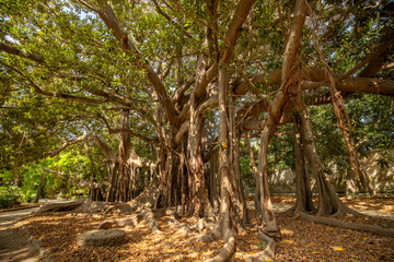 Large twisted roots of a Moreton Bay fig tree (banyan tree) (Ficus macrophylla) at Botanical Garden