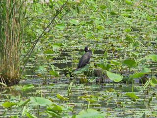 春の不忍池に黒鳥