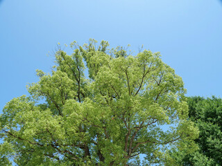 夏空の下の樹木