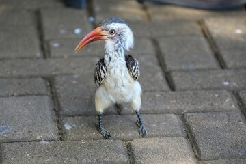 Southern Red-Billed Hornbill on paved ground with bright beak and alert posture, typical of safari lodge encounters in Africa.
