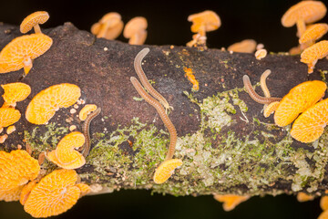 Close up of orange pore fungus growing on rotting log