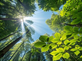 Sunlight streams through lush green trees creating a bright canopy view on a beautiful clear day in the forest.