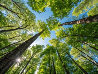 Sunlight streams through canopy of tall green trees reaching into a clear blue sky, creating a peaceful, natural vista.