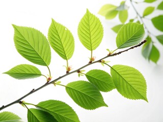 green leaves on a branch