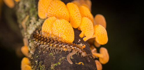 Close up of orange pore fungus and centipede on rotting log