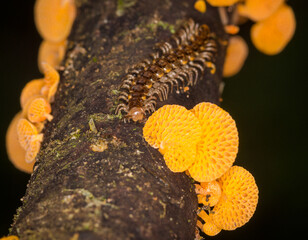 Close up of orange pore fungus and centipede on rotting log
