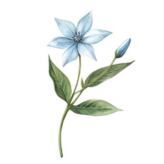 A Starflower Stem, watercolor painting vector, isolated on a white background.