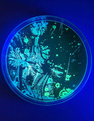 Petri dish with bioluminescent bacteria patterns. Microbiology and visual intrigue. Biology, science