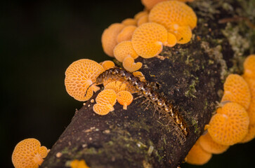 Close up of orange pore fungus and centipede on rotting log