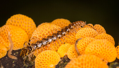 Close up of orange pore fungus and centipede on rotting log
