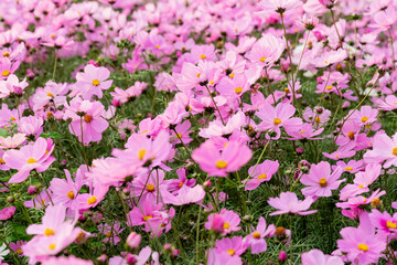 Obraz premium A vast field of blooming cosmos flowers sways gently in the breeze under the warm sunlight. The vibrant pink, white, and magenta petals create a dreamy, colorful landscape that stretches into the hori